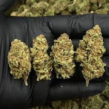 Buy Gelato Strain Online in the uk
